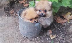 Akc pomeranian puppies for adoption. I have two males left n are 2 months and a half they are very beautiful fury n playful they are brown with black stripes.