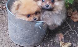 Akc champion pomeranian puppies for adoption. They are 2 months old and healthy. They come with papers n are high quality pomeranians. Do your research before calling me or texting me.