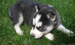 Akc Pure Breed Siberian Husky Puppies. Puppies come with two sets of puppy shots, health certificates from my vet verifying excellent health, as well as their CKC paperwork. Puppies have been on a regular worming schedule since birth. We started