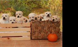 QUALITY ENGLISH LABRADOR RETRIEVERS. YELLOW FEMALES AVAILABLE. READY TO GO HOME MIDDLE OF NOVEMBER. PARENT OFA CERTIFIED. THEY WILL GO HOME WITH MICROCHIP, VET HEALTH CERTIFICATE,DECLAWS ALREADY REMOVED, 2YR GUARANTEE ON HIPS,ELBOWS, FIRST SHOT AND SERIES