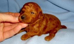 AKC Red Toy Poodle Puppies! Excellent temperaments, well socialized and started on potty training. UTD on shots &&nbsp;wormings.&nbsp;Other colors available. Toys, Mini and Standard size! Please go to my website and look around! You might find your next