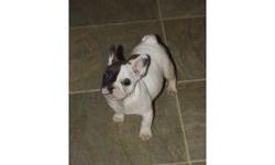 We have many outstanding French bulldog puppies available. We strive for the best show quality French bulldog. Big head, shot back and superb temperament. We have all different colors and size puppies. This is our only breed and our puppies are hand