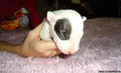 AKC Reg English Bull Terrier Pups Home Raised, Socialized with children. Colored, White, Spud Eyes. Excellent Temperaments & Bloodlines. Please visit www.awesomebullies.com or Call Martha @561-924-3565 Delivery Available.