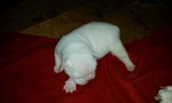 Akc reg english bulldog pups... 1&nbsp;male left&nbsp;mostly white with fawn&nbsp;markings... 8&nbsp;weeks old .&nbsp;252-314-1847&nbsp;
&nbsp;