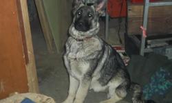 Akc german shepherd female pup born on Aug. 9th/2013, she is now 5 months, the perfect age to start training her to be what you want her to be...She will learn quickly, she will be eager to please, she is a sweet heart..
Anyone looking for a security