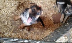 3 Beautiful female German Shepherd Puppies,
AKC REg, UTD on shots and worming, Parents on Site
$500
(719)476-0405