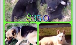 3 male AKC German Shepherd puppies born April 10, 2014... Will be ready 4 pick up May 22, 2014.. Taking $100 deposits now.. Located in Tickfaw, La please call/text 985-662-6514