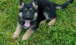 Akc reg. German Shepherd pups. I have 2 males available both blk & red in color. These boys have had all there puppy shots. They are very healthy they are certainly 18 weeks old. They have Czech & Republic bloodlines. I have both parents on site I am