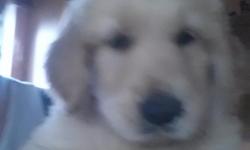 Beautiful male golden retriever puppy. Almost 8 week old. Text or call for addicional info