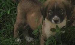 AKC Registered Anatolian Shepherd puppies 5-15-14 males , females, &nbsp;parents on sited working with goats,puppies are working with goats, ducks,we also consider trades Arkansas