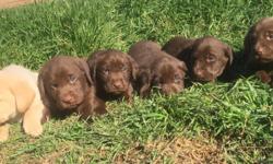 AKC registered, born 1-24-16. 6 males, 3 females. 7 chocolate and 2 blonde. They will have 1st shots and be vet checked. Mom is chocolate and dad is silver, both are on site.