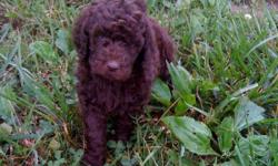 AKC Registered
Approx 6 weeks old (will get first shots 6/20/11)
Will be ready to go first week of July
All are chocolate colored with green eyes (4 Males, 2 Females)
Farm raised around children and other animals
Please contact for more information
Thanks