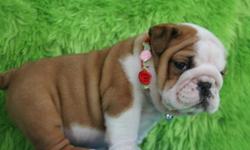 Dear Buyers and interested pet lovers,I do have pure breed of English Bulldog Puppies,Text me at # (770) 467-2945. i have three cute English bulldog puppies available now and they are ready to go to their new homes.Please contact if interested in buying