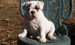 I have three AKC English Bulldog puppies for sale.&nbsp; There is one male and two females.&nbsp; They have received their first shots, been wormed and have a veterinarians statement of good health.&nbsp; They have been raised as part of our family.&nbsp;