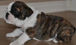 We have a litter of AKC Registered English Bulldog puppies for sale. We are selling them for $2500, with a $500 deposit. The deposit secures a spot for you to pick the pup you want. It is frist come first serve basis. The Mom and Dad are AKC registered.