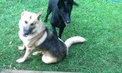 AKC registered German Shepherd puppies for sale. Puppies were born on April 15, 2014. The mother is&nbsp;solid black and the father is sable. The mother and father are high drive dogs with good tempermants. I will give the pups their first worming and