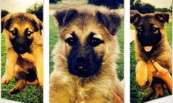 ONLY ONE LEFT...Beautiful Black & Tan German Shepherd Pup - Parents on-site AKC registered w/Pedigrees. Ready to go...wormed w/one set of shots. 1 female left. Call/text 2102188074 or 2102182008 if interested.