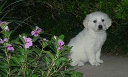 ?Born on 21th of July!!!! Gorgeous AKC pups from excellent champion lines! This little Lavendar girl and Boys are so sweet and very people-oriented. they follows me everywhere and...she loves to cuddle, too! they have been micro-chipped and just had her