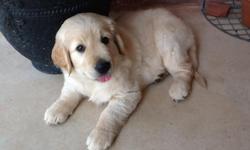 Registered Golden Retriever puppy for sale.
Born June 25th, 2014
7 weeks old
He is very sweet and playful. Would make a great family dog.
Has had first shots