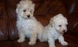AKC Toy and Miniature Poodles, , They have been vet checked, shots, dews, tail. They are very playful, great around childred, family raised and loved. One toy apricot and cream male, Miniature one black girl and one black male. Will Meet . 218-340-6275