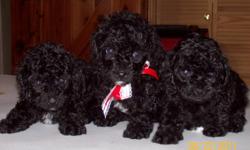Precious Black AKC Registered Toy Poodles for sale...mom weighs about 9 pounds and dad weighs about 5 pounds...have 1 Female and 2 Males... They have been wormed once and will have their first set of shots when ready for new home on June 1, 2011!!!