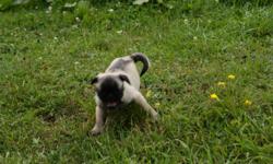 AKC Purebred Pugs, I have two males fawn color and one female fawn. Have had first set of shots and vet checked, born June 1, 2010. Love to play with kids and kittens, looking forward to a new forever home where we will be well loved. Email or call 814