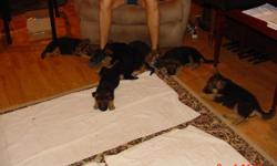 6 male and 1 female AKC registered German Shepherd puppies for sale , born 6/26/2014, black & tan, will have 1st shot and worming, come from German championship bloodline on sire side, own dam and sire and are on the premises, ready for pickup 8/21/2014,