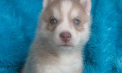 We have Male and Female AKC Registered Red and White Siberian Husky Puppies. All with blue eyes. They have been wormed twice, 1st shots and comes with a health guarantee. $550.00 Ready 2/28/2011.
We also have Black and White Males. The mom is AKC