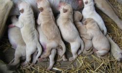 I have nine AKC registered yellow lab puppies born on 6/19/11. There is 5 males and 4 females. They were just born and still have a long way to go til they are ready which should be the first week of August. They will be good size dogs and a beautiful