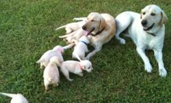 AKC registered yellow lab puppies with champion bloodline (Watermarks The Boss) 3 female & 2 male, 275 dollars each. Both parents are hunters, excellent pets and on site. Born on july 26th & will be ready by labor day weekend. Will have shots and wormer