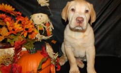 Beautiful AKC yellow Lab puppies, These guys are wonderful they are very happy healthy and playful. They have been well socialized with kids and other pets. They are up to date on their shots and wormings. The parents are onsite for your viewing. 3girls