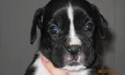 AKC 1/2 GERMAN, SEALED BOXER PUPS,TAILS,DEW CLAWS,SHOTS,WORMED.4 MALES,1 FEMALE. PARENTS ON PREMISSES. RAISED WITH LOVE AND DEVOTION. PASSING THEM TO YOU TO GIVE A LIFE-LOMG HOME OF THE SAME. 951-858-3833