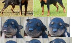 These puppies will be huge. &nbsp;Big beautiful heads and large bone. &nbsp;They also have beautiful pedigrees with champion/import lines to back them up. &nbsp;AKC registered. &nbsp;Will come with first shot, regular wormings, paper trained, crate