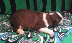 I still have two female Saint Bernard puppies available! Feel free to call, text or email!