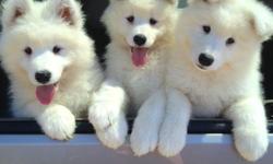 Falling Cedar Farm 19 year breeder of the wonderful Samoyed has a 12 week old female to offer a great family she is sweet and loving playful and is ready for a new forever home, she has had her dew claws removed, three sets of shots wormed vet checked and