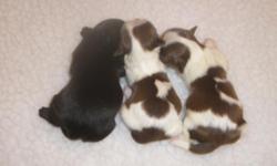 I have 3 adorable male puppies that are 4 weeks old. They will not be ready until the 1st week in November and only with my vet's clearance on their well puppy exam. Pups will be in the 5-6 pound range.One is solid black and 2 are liver and white with