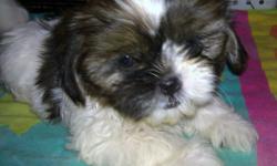 Shih Tzu Puppies born April 11, 2011. We have 5 females and 2 males. They are mostly brown, black and white. They just went to the Vet this past Thursday for their checkups and their first shots and everything went well for them. The Vet said they were
