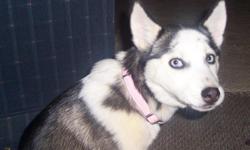 AKC reg Siberian Husky Female named zoey
Has had all of her shots and wormings vet checked.(documentation of all)
bought her a week ago and love her but due to
unforeseen circumstances we cannot keep her.
please call she is a wonderful puppy and good with