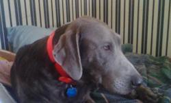 akc registered. silver lab. 4yrs old weighs about 110lbs. , not fixed male house broken. loves kids Loves other animals. likes to retrieve. call for question