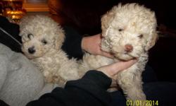 AKC TOY POODLE PUPPIES COME WITH AMERICAN KENNEL CLUB REGISTRATION PAPERWORK, HEALTH RECORDS AND A SALES AGREEMENT. PUPPIES ARE 7 WEEKS OLD AND JUST WEENED FROM THEIR MOTHER ... PARENTS OF PUPPY ON-SITE FOR VIEWING. HAS HAD PUPPY SHOT. WE ALSO DO