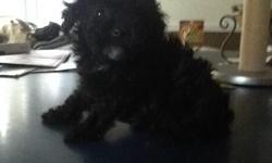 I have 2 male and 2 female toy poodle puppies. They are home raised and socialized. All of them are black and beautiful. UTD on shots and worming.