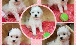 We have 2 beautiful little girls left. They are super sweet. They were born May 17 2016. They are very smart. They have already learned to sit. They are well socialized with other dogs and cats. They love kisses! Their mom weighs about 10 lbs and their