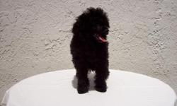 Reduced to $500. Male AKC Toy Poodle is ready for his new home. Home raised and well socialized. Birth is Feb.19. Shots and records up to date. Champion Sired. Sold as pet. E-mail or call 813-748-7588 or 813-482-6677. Do not text. I do not ship.
