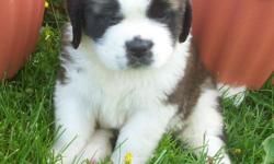 &nbsp; saint bernard puppies vet checked shots wormed health&nbsp;info akc ukc .Raised around small kids parents on sight both show dogs and family pets.Dam is smooth coat she is ukc grand champion akc major pointed&nbsp;&nbsp; nkc pointed cgc title dna