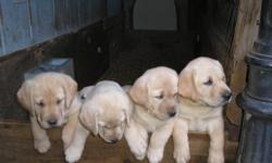 AKC Yellow Lab Puppies. &nbsp;Ready Sept. 5. !st shot, wormed and dew claws removed. Parents on site and OFA'd. 1 female $500; 3 males $450. Located Kalama.WA. 360-673-5864