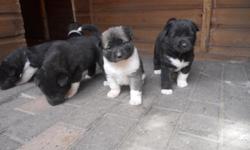 Lovely chunky American Akita pups weaned and wormed ready now for there new for loving homes. All been handheld very friendly love a fuss both parents full pedigree, both got great temperament and go along well with kids and other pets. Asking 400 for