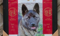 AKITA PUPS, HEALTH GUARANTEED, SHOTS REGISTERED, HOMERAISED.&nbsp; TWO PINTOS, BROWN AND BLACK ALSO.
JAPANESE POLICE DOG.&nbsp; HELEN KELLER LEGACY.&nbsp; SEE HACHIKO ON YOUTUBE.&nbsp; THICK LEATHER EARS ALWAYS ERECT.&nbsp; EXCELLENT CONFORMATION.&nbsp;