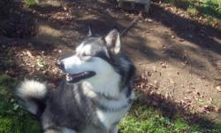 this is a Dog that will be a good Breeder looks just like a wolf in the face this is not a 300 dollar pet not good with other dogs
for someone who knows what this dog is only will not take lowball offers serious offers only -- or email me