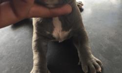 I have 6 American bullie puppies for sale. Born on May 26. Will have first 1st set of shots at 5 weeks. I have 4 female puppies, 1 is gray with a white chest and 3 of the females are black and white. And I have 2 male puppies, 1 is gray with a white chest