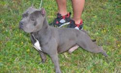 AMERICAN BULLY BLUE FOR STUD SERVICE NKC (CHAMPION BLOODLINE) FATHER AND GRANDFATHER SHOWN. &nbsp;SUITABLE FOR SHOW OR WORK. PLEASE CALL FOR MORE INFORMATION. 813-516-9697